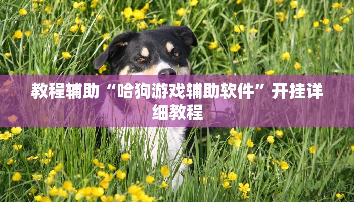 教程辅助“哈狗游戏辅助软件”开挂详细教程 教程辅助“哈狗游戏辅助软件”开挂详细教程