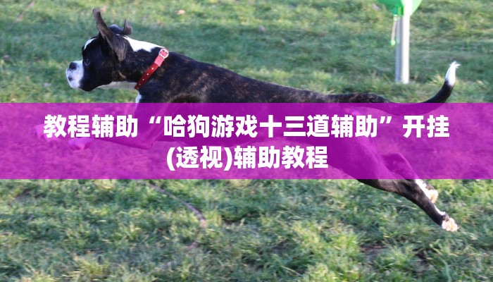 教程辅助“哈狗游戏十三道辅助”开挂(透视)辅助教程 教程辅助“哈狗游戏十三道辅助”开挂(透视)辅助教程